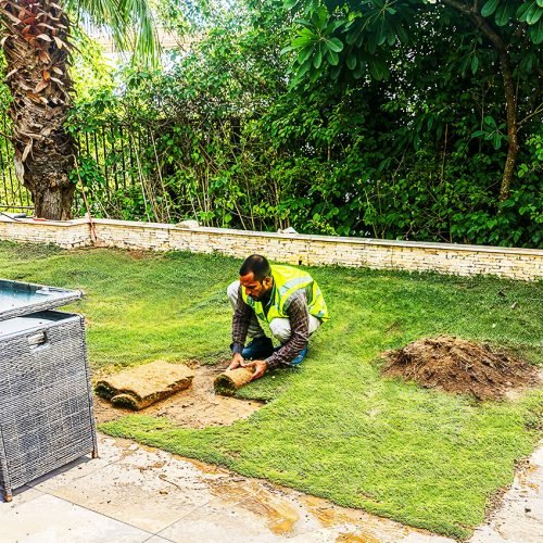 lawn-planting