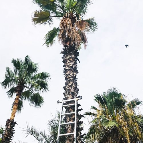 palm-tree